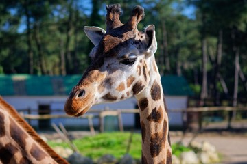 Pictures of animals from the Zoo