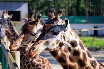 Pictures of animals from the Zoo