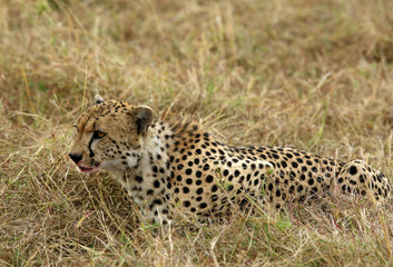 Cheetah relaxing on grass while eating a kill, Masai Mara, Kenya