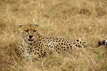 Cheetah relaxing on grass while eating a kill, Masai Mara, Kenya