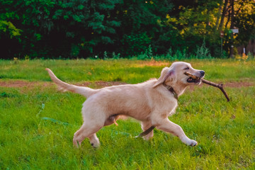 Naklejka na ściany i meble Small dog walks in the park among breed greens golden retriever.