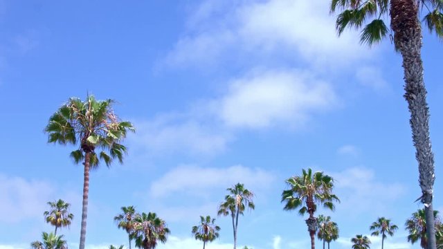 Time Lapse of Clouds and Palm Trees, La Jolla, San Diego, California