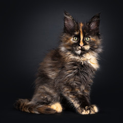 Naklejka na ściany i meble Incredible patterned tortie Maine Coon cat kitten, sitting side ways. Looking at camera with greenish eyes. Isolated on black background.