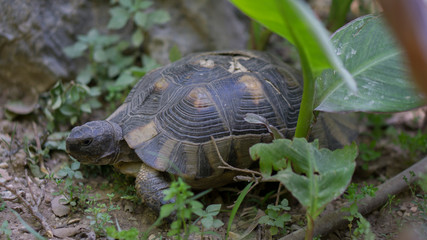Turtle in greek park