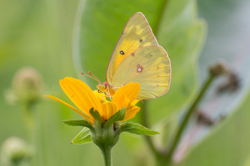 Fototapeta premium Butterfly 2019-71 / Cloudless Sulphur (Phoebis Sennae)