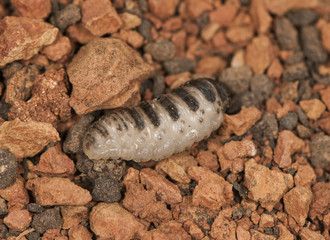 Oestrus larva final stage after being released from inside the nasal passages of the goat, seeking to be buried in the ground to pupate