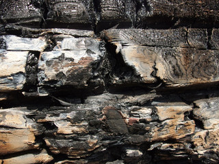 burnt tree trunk texture