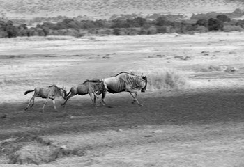 The wildebeest running, a panning effect with slow shutter, Masai Mara, kenya