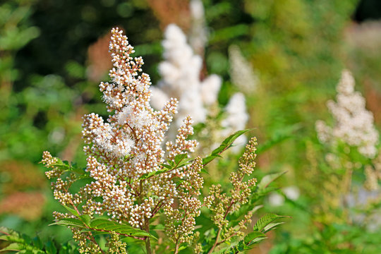 Bl&uuml;hende Astilbe, Prachtspiere