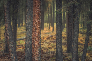 Obraz premium A forest in the summertime
