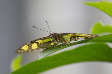 Butterfly 2019-73 / Malachite Butterfly (Siproeta stelenes)