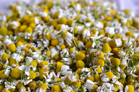 Matricaria chamomilla L.