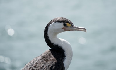 Black and white cormorant against blue water background