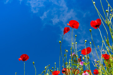 Obraz premium Poppies in blossom against spring blue sky