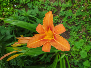 orange lily in the garden