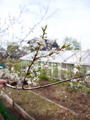 Blooming plummon trees with pink flowers over colorful fence. Apple-tree alley garden in Tulun before inundation , Siberia, Russia