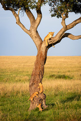 Lion in Tree Chased by Cubs