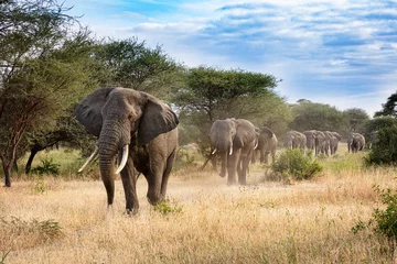 Abwaschbare Fototapete Elefant Elefantenprozession