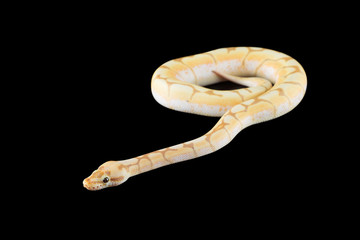 python with black background