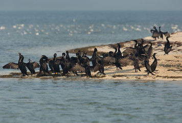A flock of  Socotra cormorant  basking in sun at Um Jaileed island, bahrain 