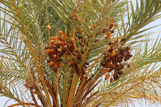 dates in a tree in Sudan
