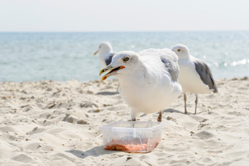 A seagull stealing food on the sea beach