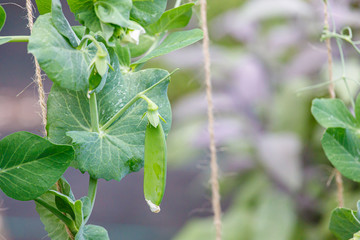 Snow Pea Growing in Home Vegetable Garden