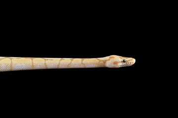 python with black background