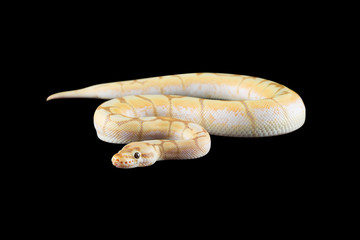 python with black background