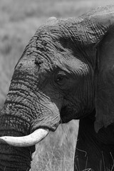 Closeup of a African Elephant, Masai Mara