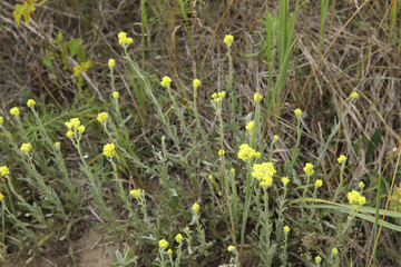 Helichrysum arenarium, dwarf everlast, immortelle yellow flowers