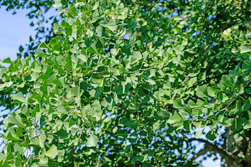 Blätter vom Ginkgobaum, Ginkgo biloba