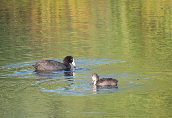 Eurasian coot Fulica atra, also known as the common coot with a young ducling chick swimming in the water of clear lake. Golden hour light, Copy space