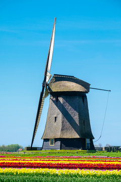 Netherlands, North Holland, Schermerhorn. Windmill, polder mill from Schermerhorn group, with colorful tulip field in early spring.