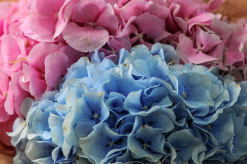 bouquet of hydrangeas packed in Kraft, on a black background