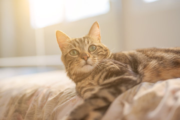 Beautiful short hair cat lying on the bed at home