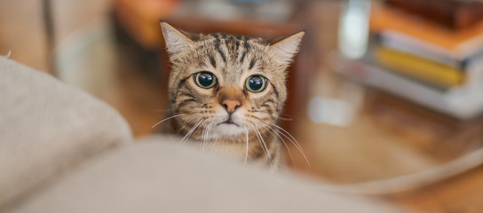 Fototapeta na wymiar Cute short hair cat looking curious and snooping at home playing hide and seek