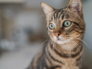 Cute short hair cat looking curious and snooping at home