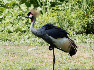 Grey crowned crane (Balearica regulorum) with golden feathers on head