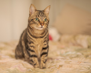 Obraz premium Beautiful short hair cat lying on the bed at home