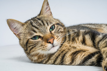 Beautiful short hair cat lying on the bed at home