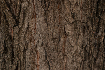 Tree bark surface as background