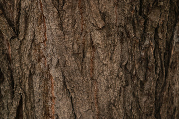 Tree bark surface as background
