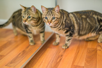 Cute short hair cat next the mirror at home