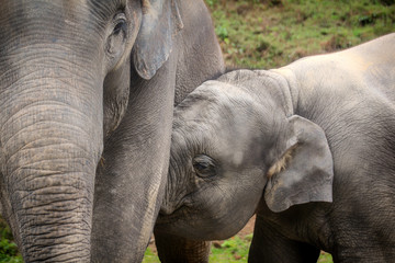 Fototapeta premium This is Thailand in South East Asia