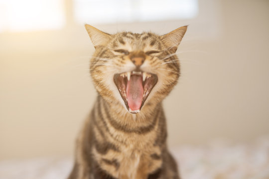 Beautiful short hair cat lying on the bed at home