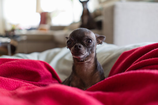 Beautiful and cute little chihuahua lying on blankets