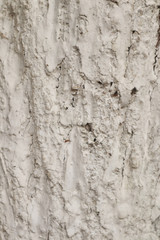Tree bark surface as background