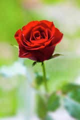 Red rose close up on the green background.