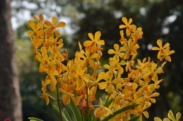 beautiful yellow flowers of orchid in an Asian botanic park	